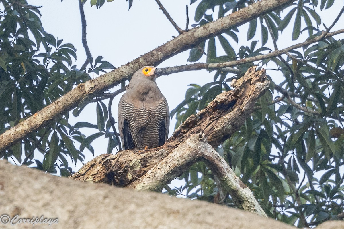 チュウヒダカ - ML646693753