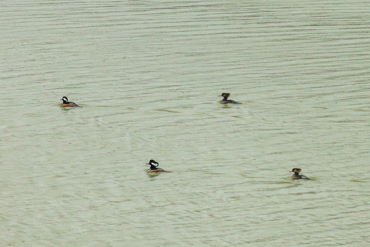 Smergo dal cappuccio - ML646693756