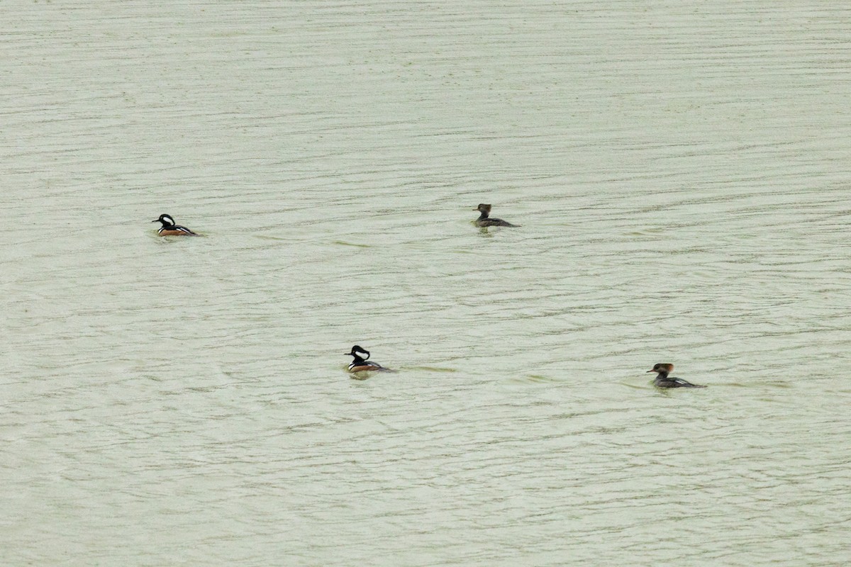 Smergo dal cappuccio - ML646693757