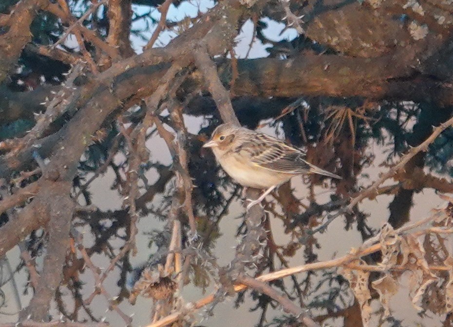 Chingolo Saltamontes - ML646693760