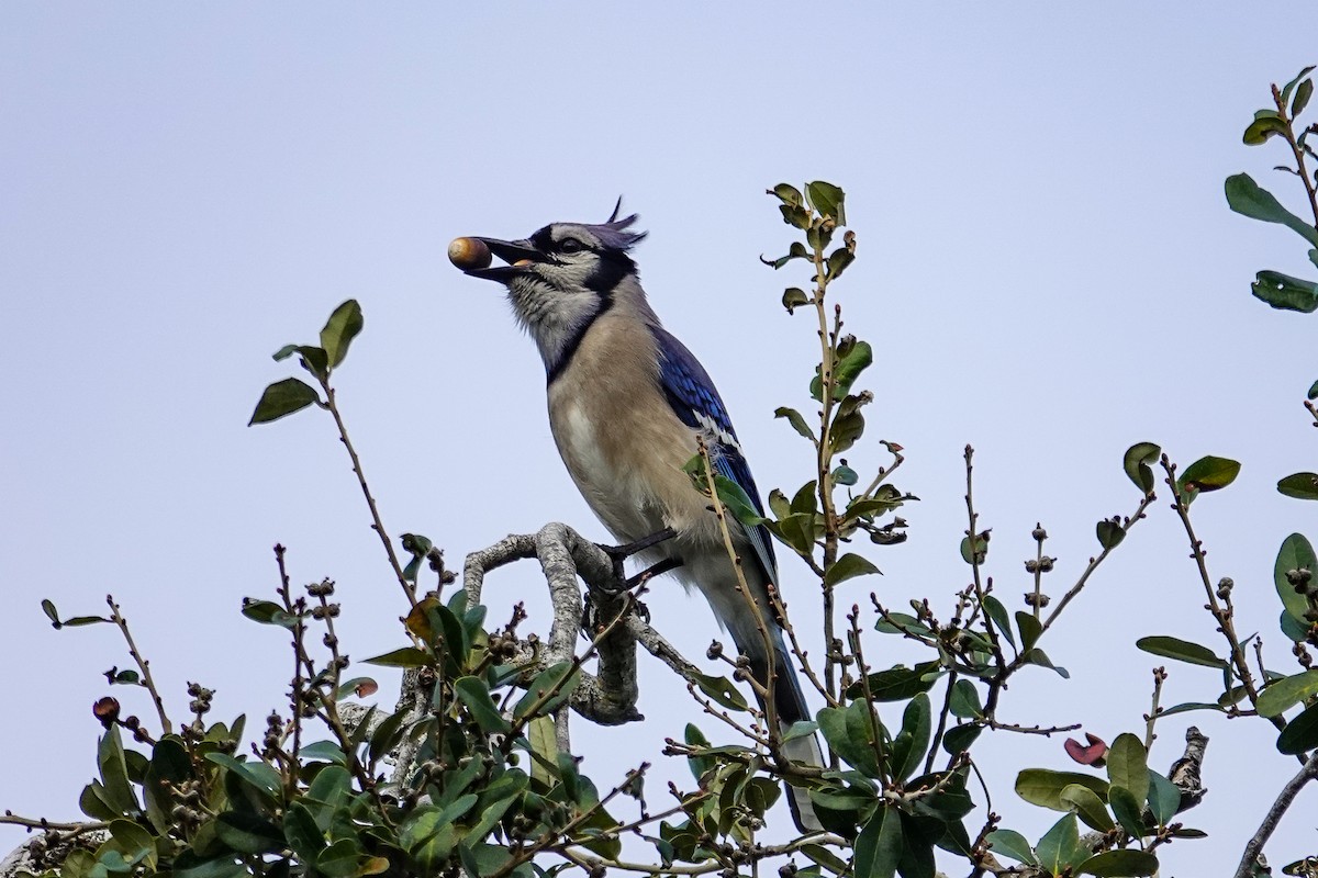 Blue Jay - ML646693762