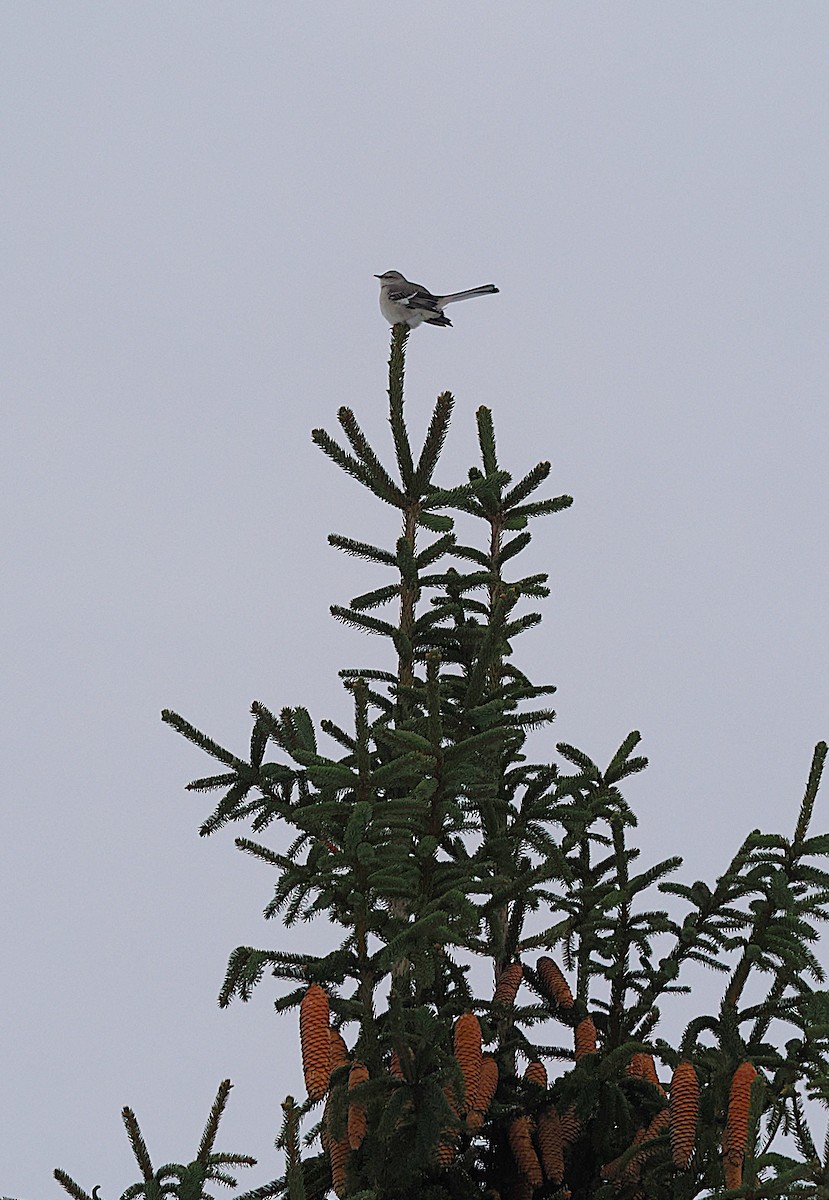 Northern Mockingbird - ML646693763