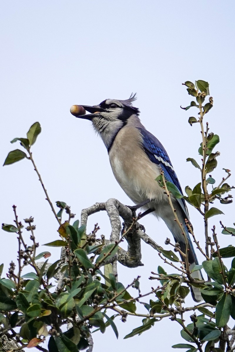 Blue Jay - ML646693764