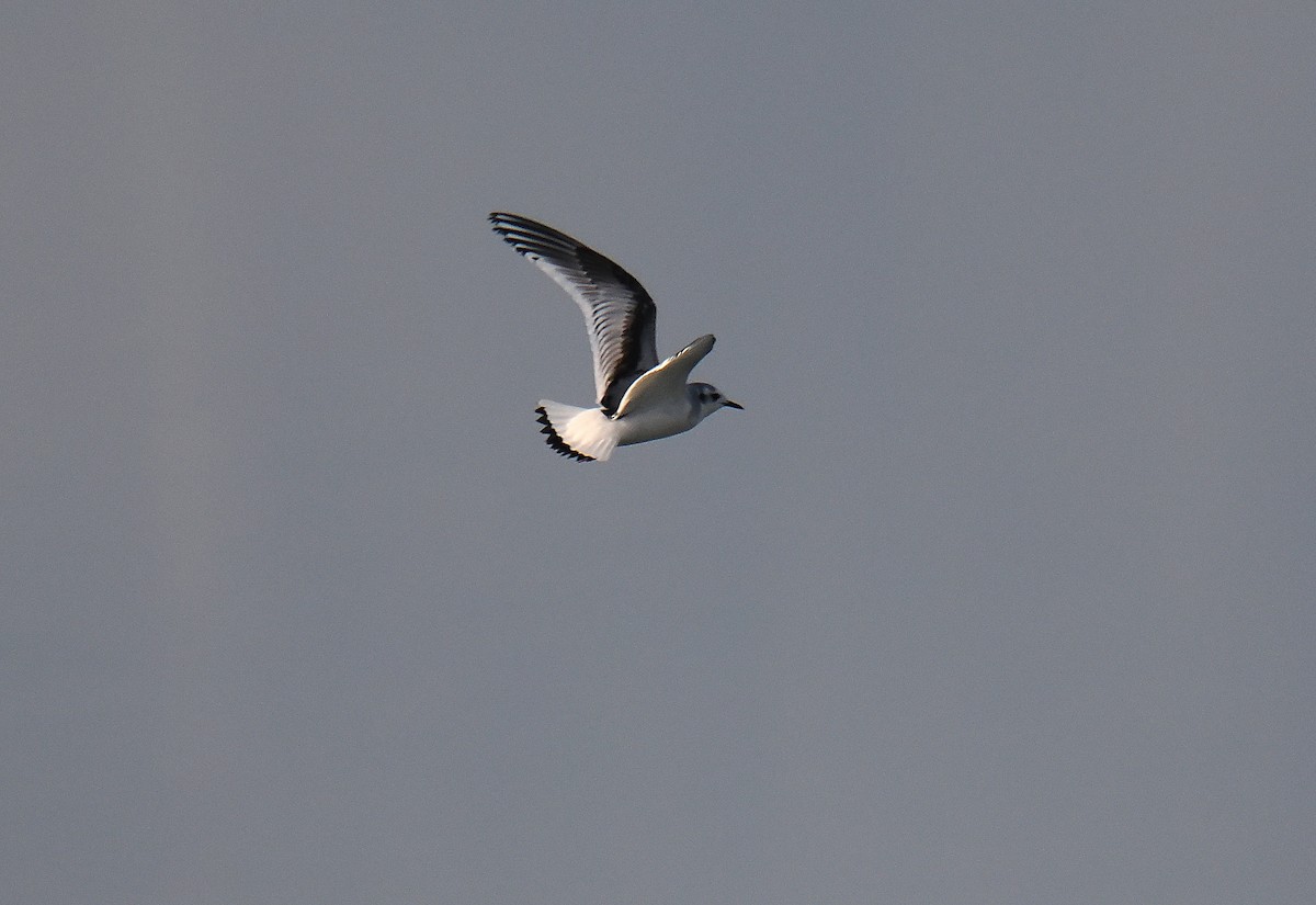 Little Gull - ML646693766