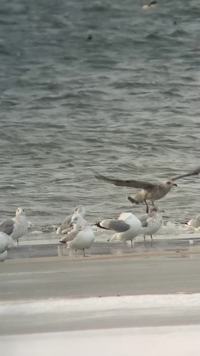 racek mořský - ML646693767