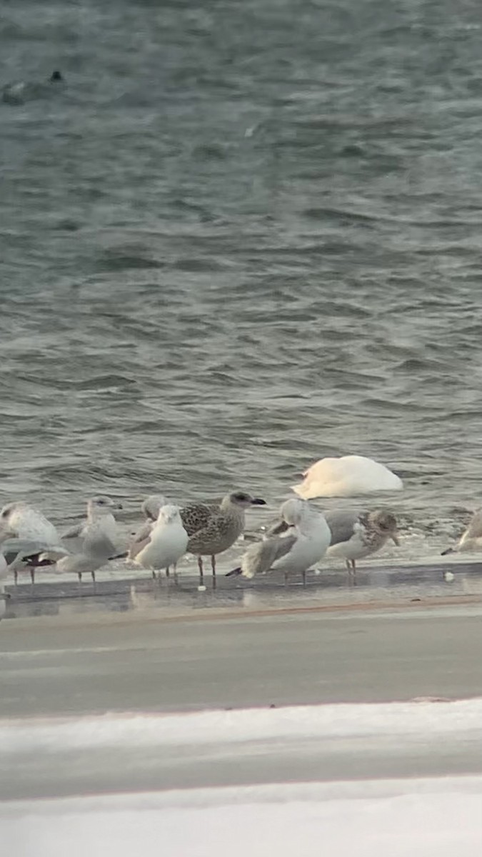 racek mořský - ML646693768