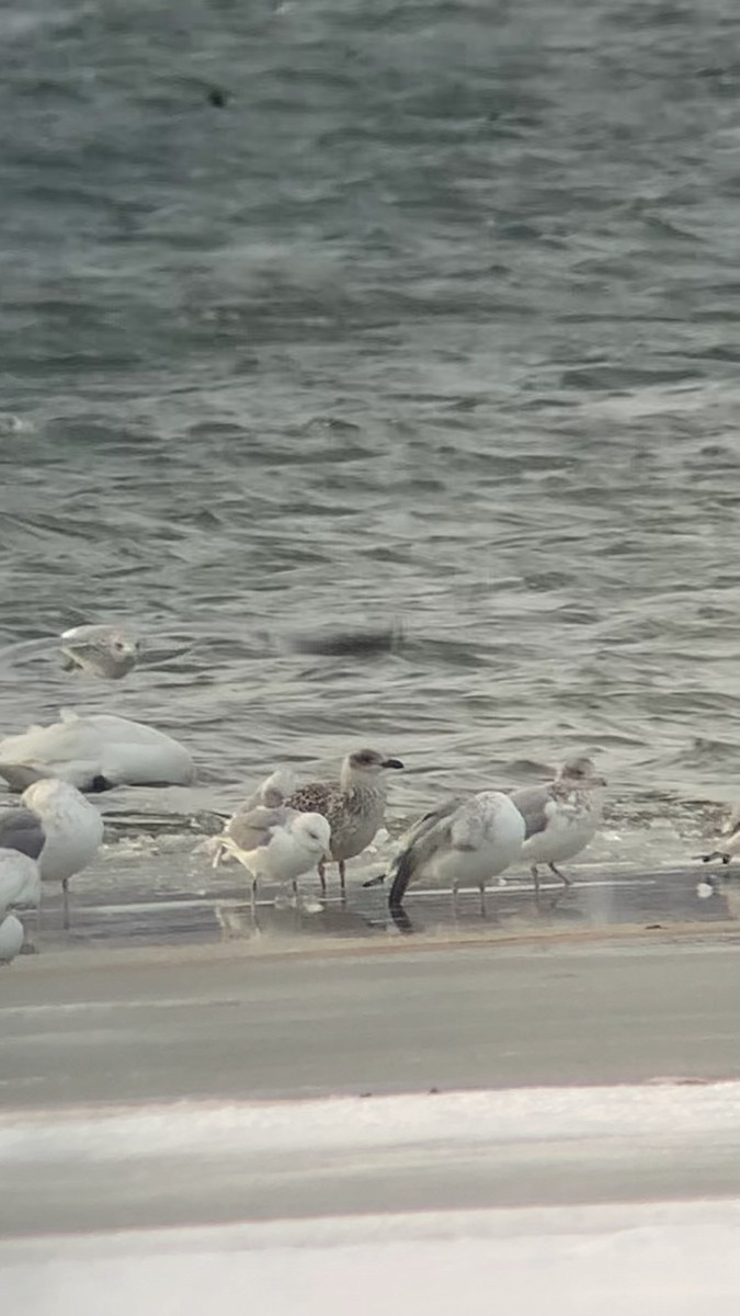 racek mořský - ML646693769