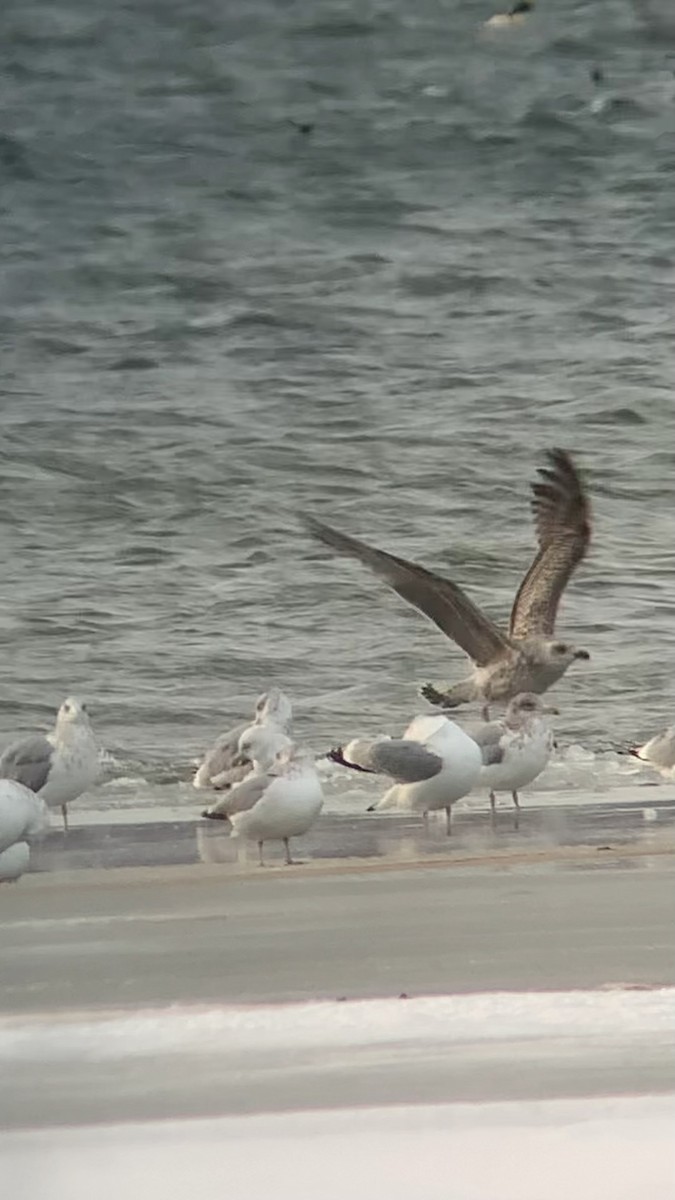 racek mořský - ML646693770