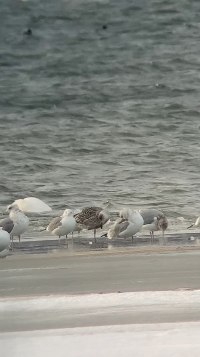 racek mořský - ML646693771