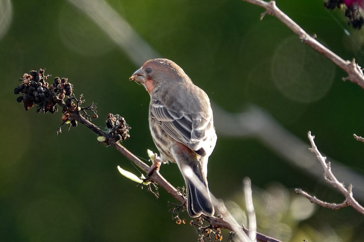 House Finch - ML646693780