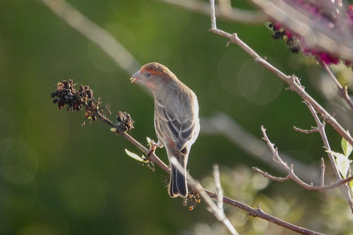 House Finch - ML646693782