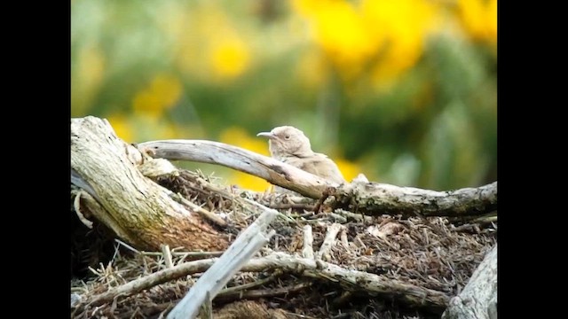 střízlík falklandský - ML646693783
