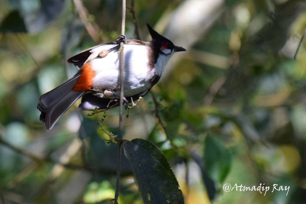 Bulbul masailgorria - ML646693784