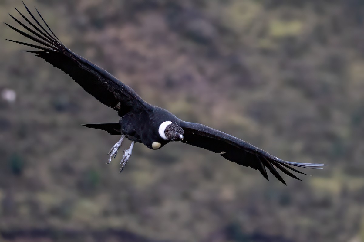 Cóndor Andino - ML646693785