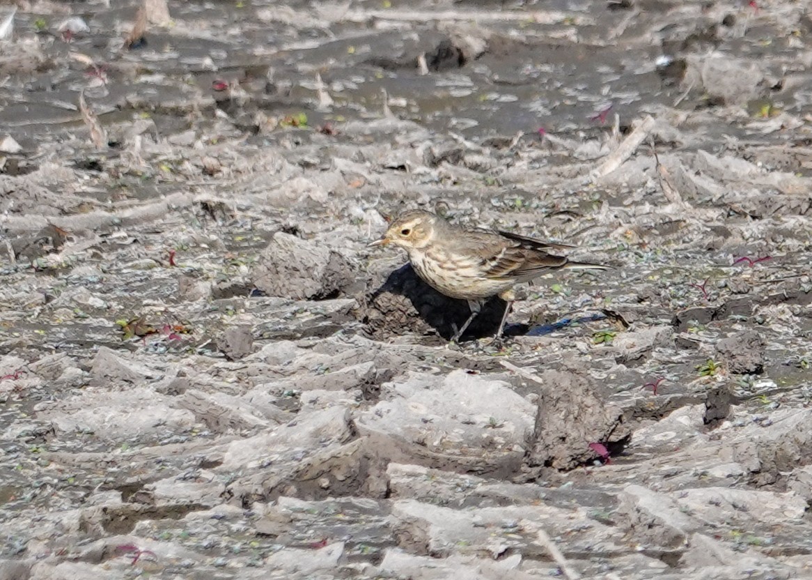 Bisbita Norteamericano - ML646693788