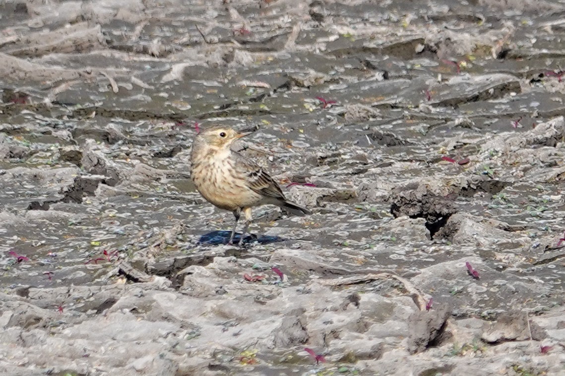 Bisbita Norteamericano - ML646693789