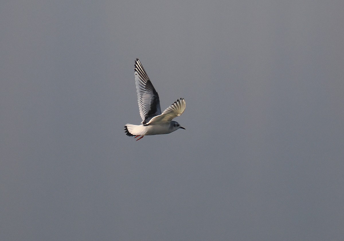 Little Gull - ML646693790