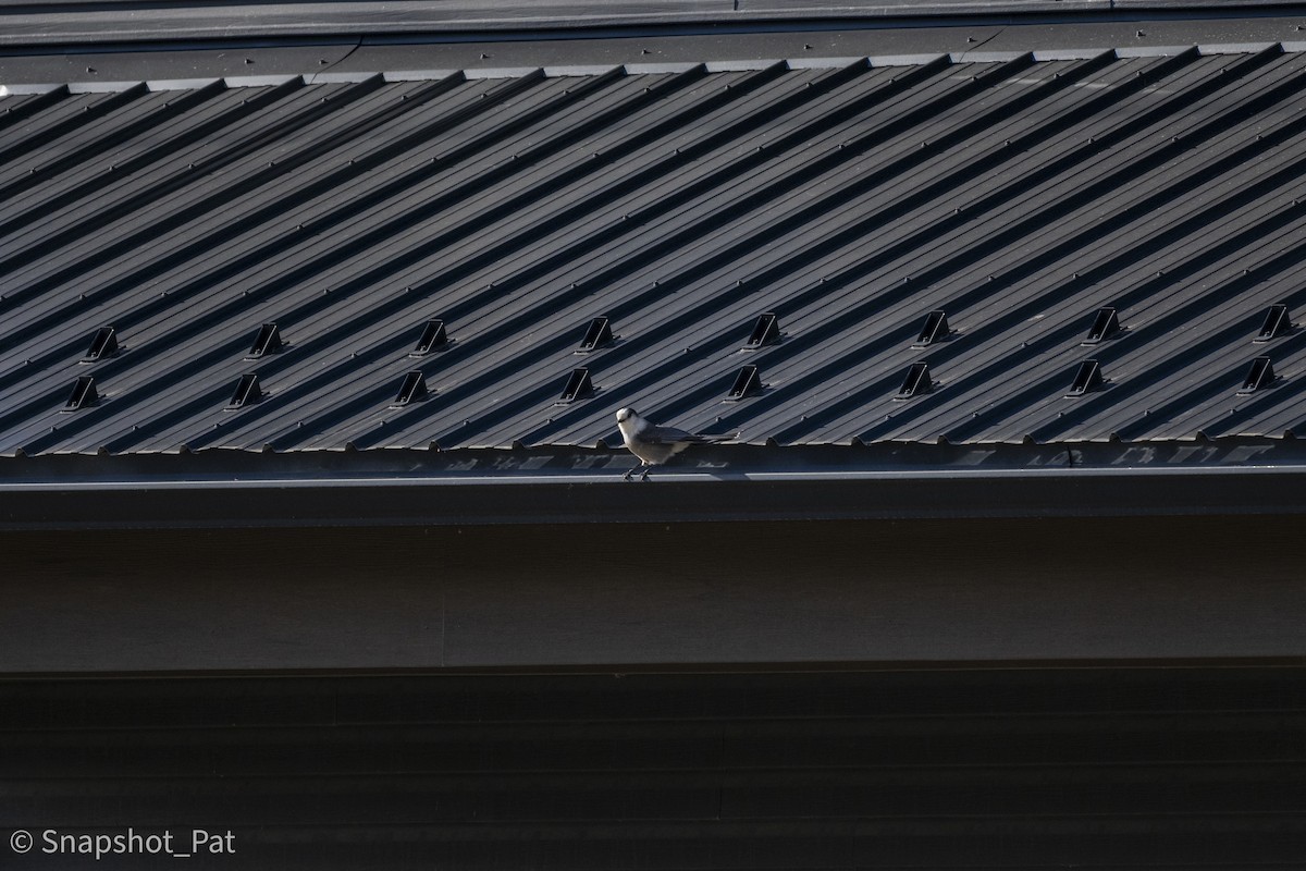 Canada Jay - ML646693791