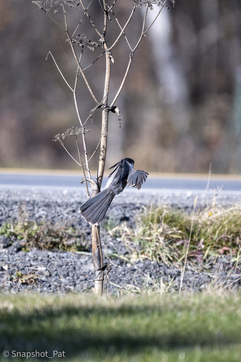 Canada Jay - ML646693792
