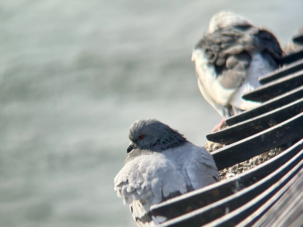 Piccione domestico - ML646693793