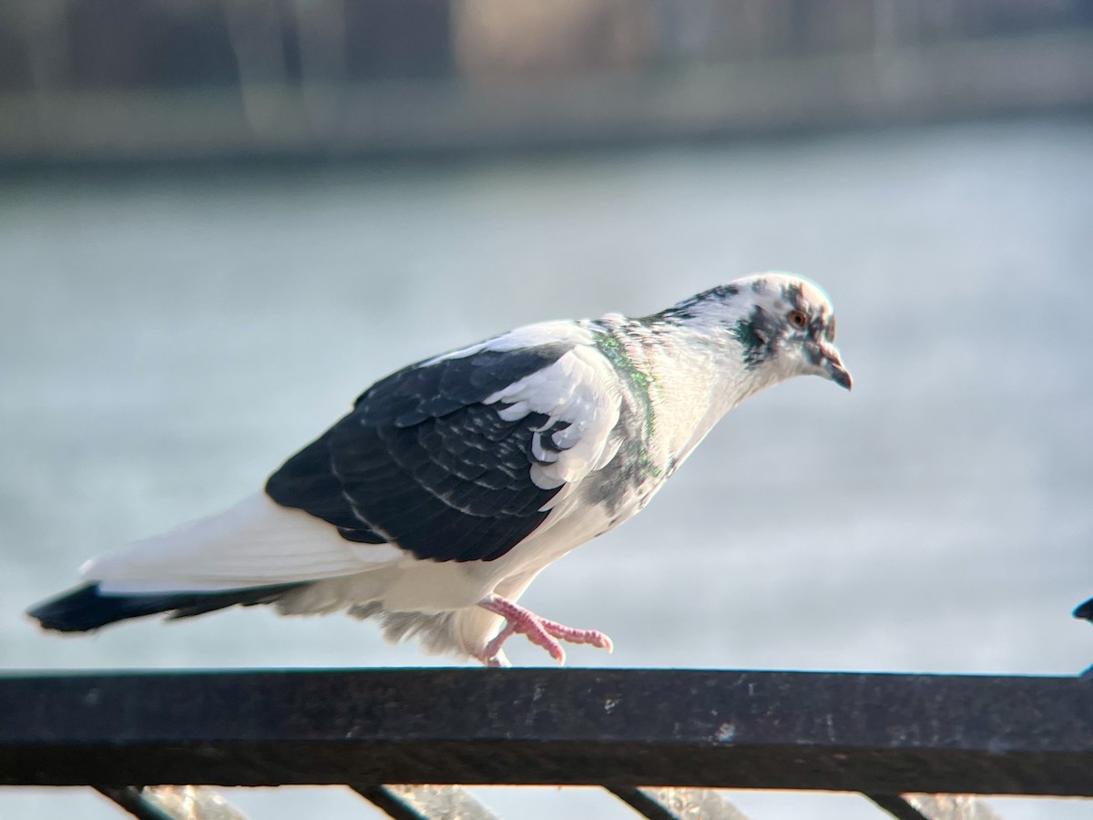 Piccione domestico - ML646693794