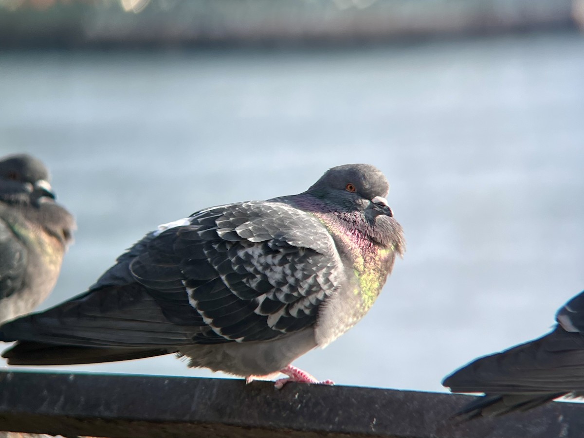 Piccione domestico - ML646693795