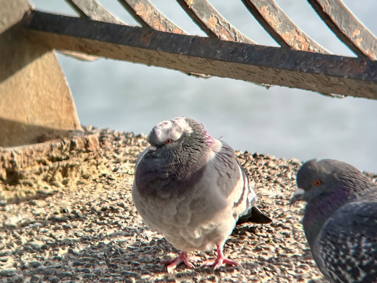 Piccione domestico - ML646693796