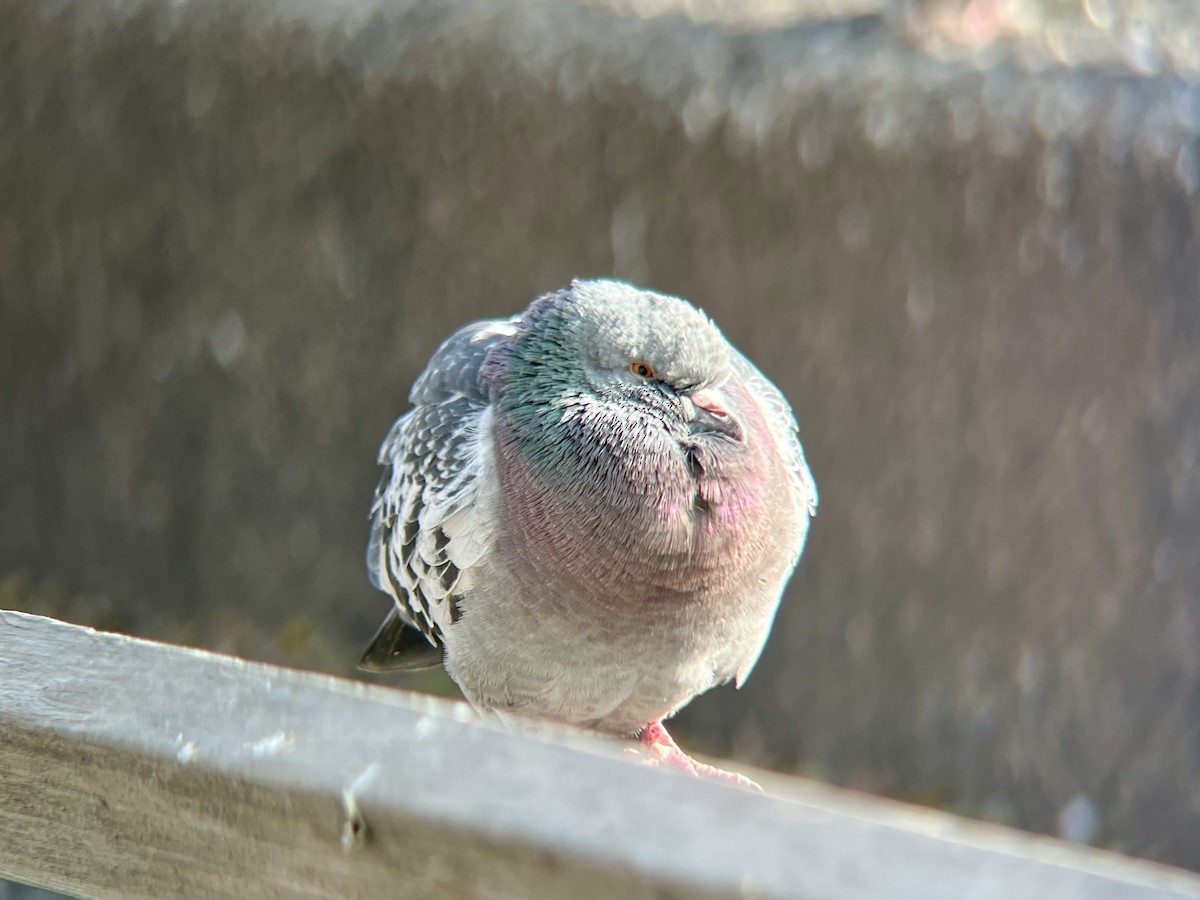 Piccione domestico - ML646693797