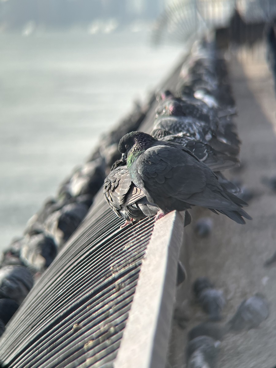 Piccione domestico - ML646693798