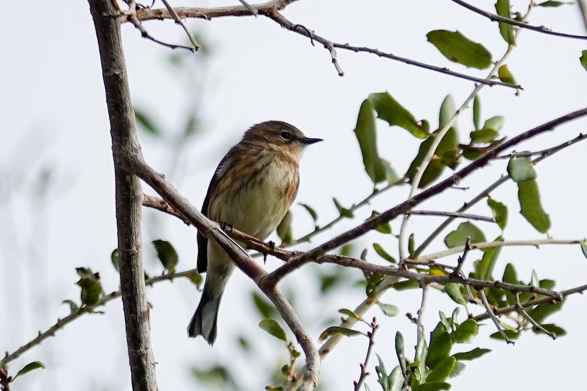 Yellow-rumped Warbler - ML646693799