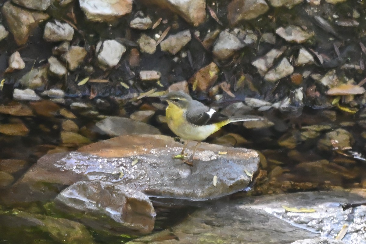 灰鶺鴒 - ML646693805