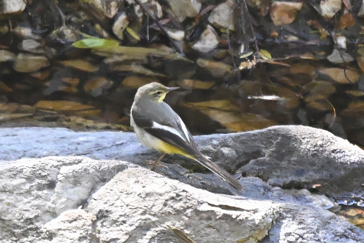 灰鶺鴒 - ML646693806