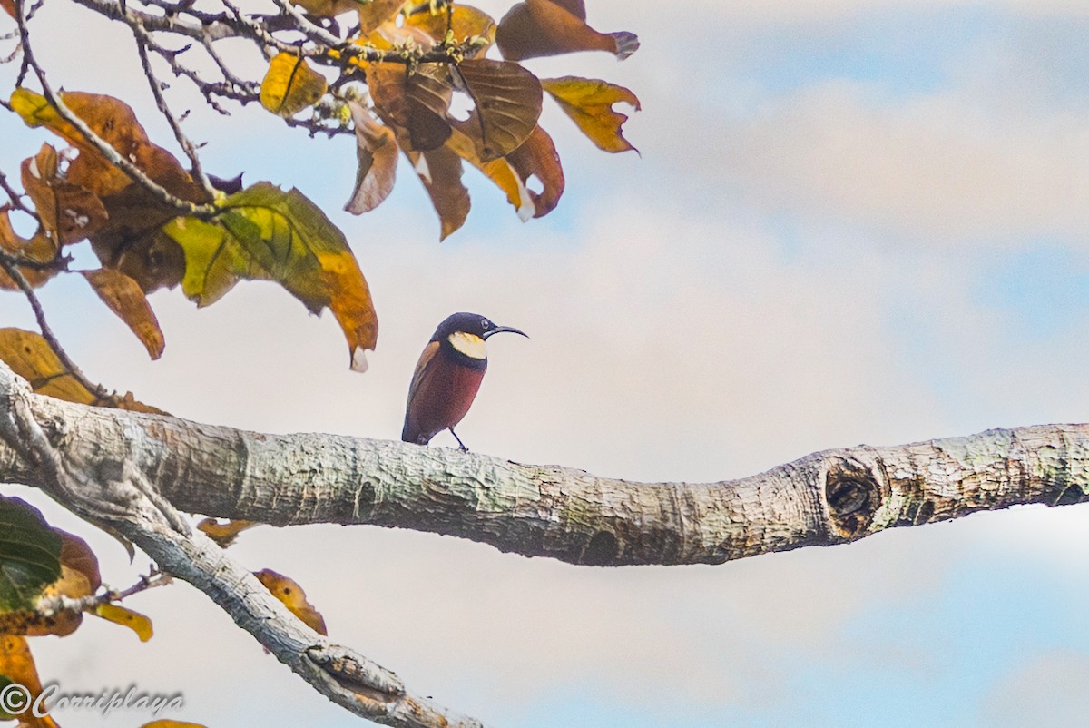 Souimanga d'Adelbert - ML646693809