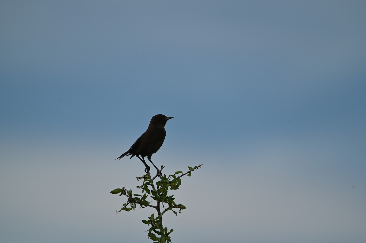 Southern Anteater-Chat - ML646693810