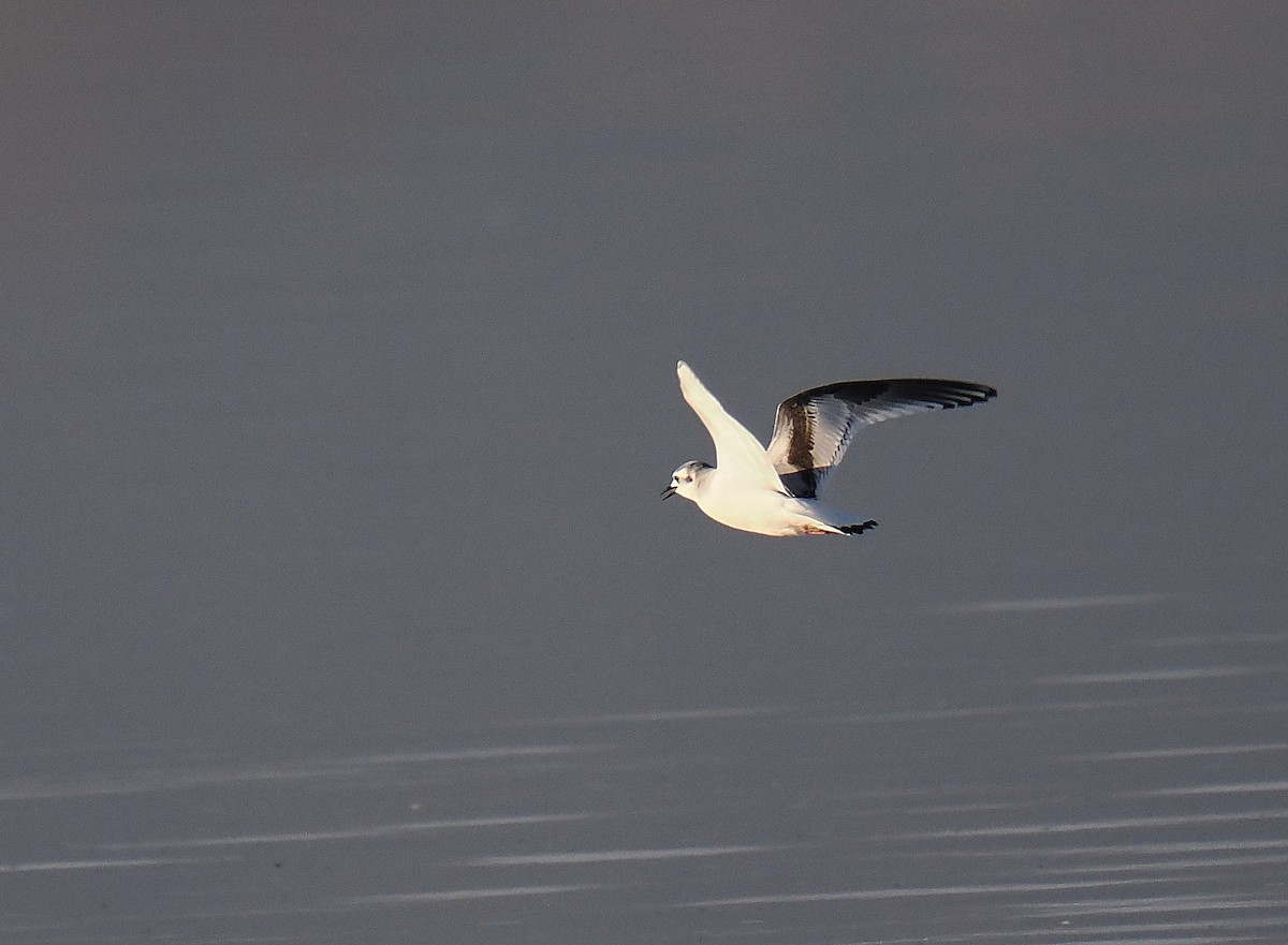 Little Gull - ML646693811