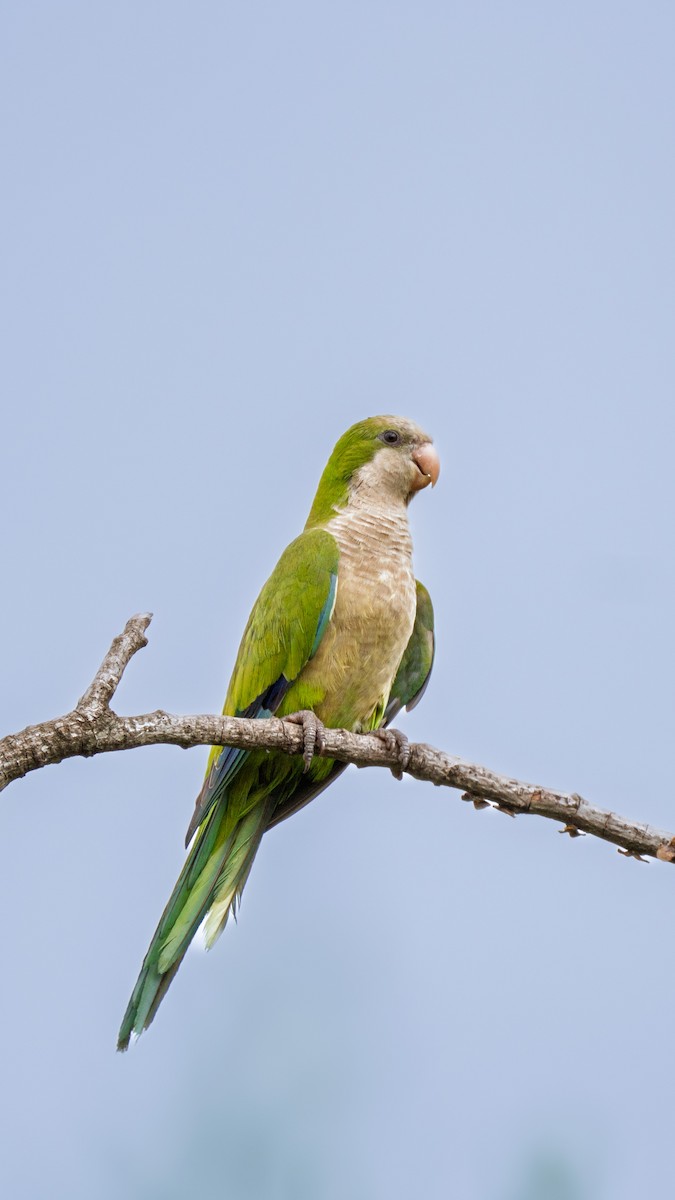 オキナインコ - ML646693813