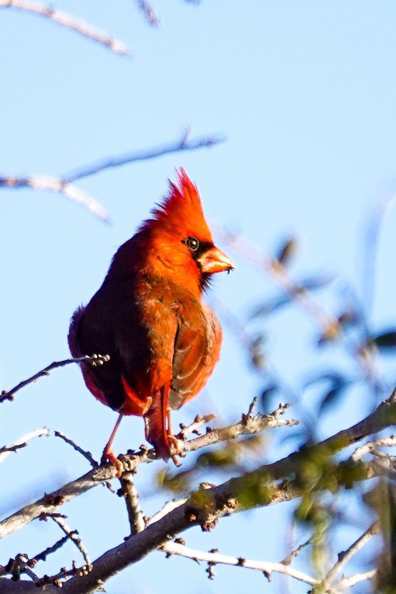 Northern Cardinal - ML646693814