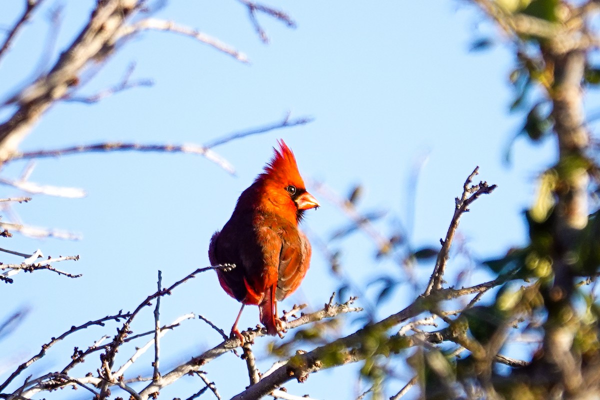 Northern Cardinal - ML646693816