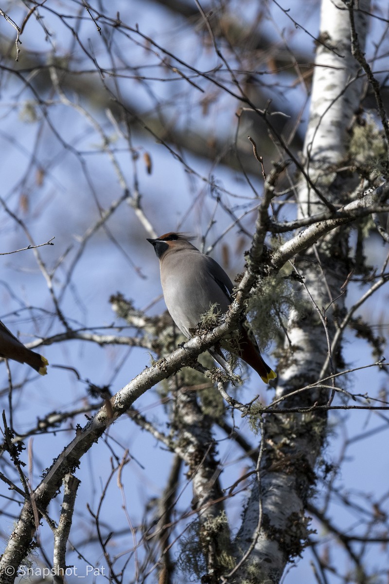 Bohemian Waxwing - ML646693817