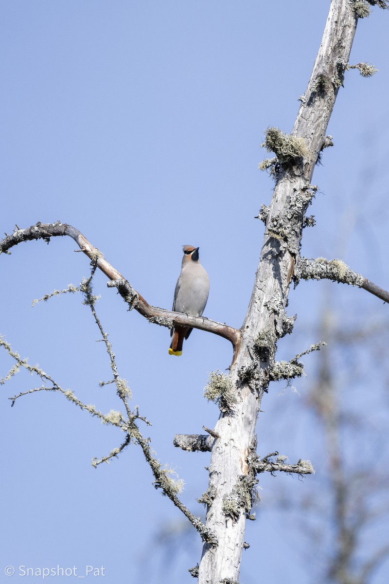 Bohemian Waxwing - ML646693818