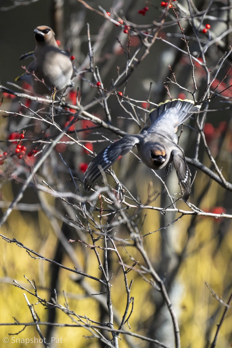 Bohemian Waxwing - ML646693819