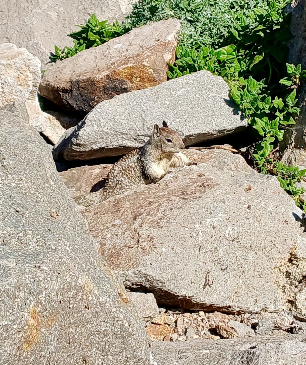 Калифорнийский суслик - ML646693822