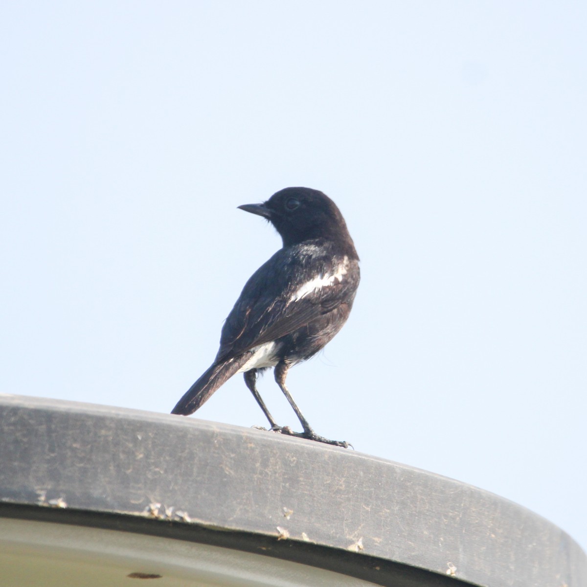 クロノビタキ - ML646693824