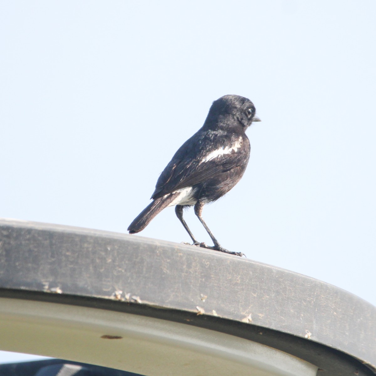 クロノビタキ - ML646693825