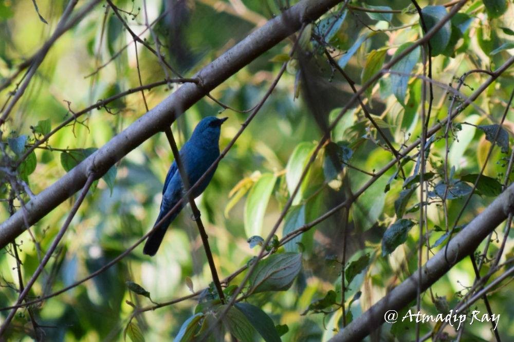 Verditer Flycatcher - ML646693826