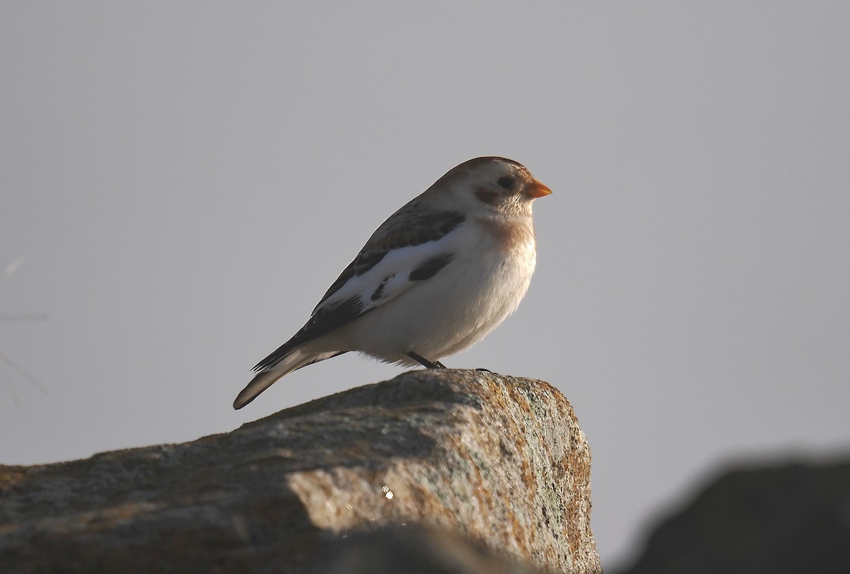 Snow Bunting - ML646693829