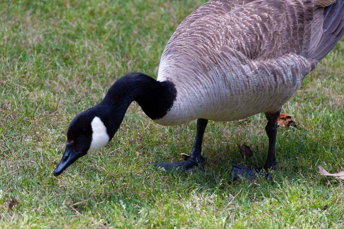 Canada Goose - ML646693836