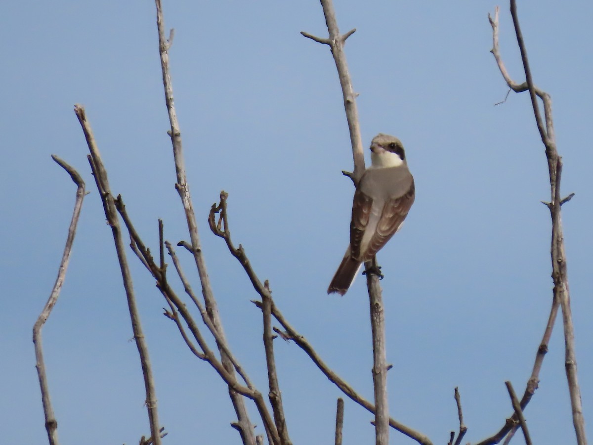 Чернолобый сорокопут - ML646693839