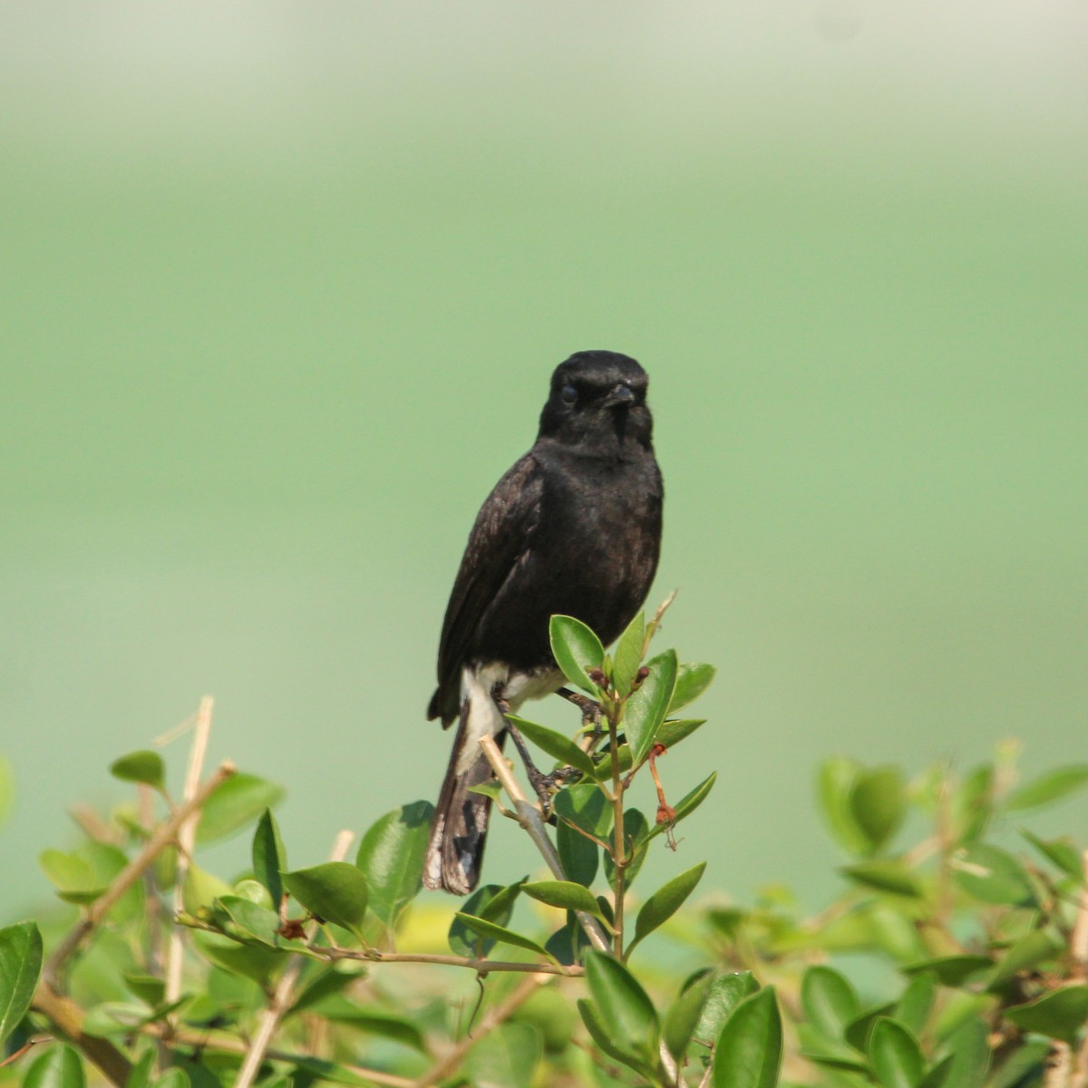 クロノビタキ - ML646693840