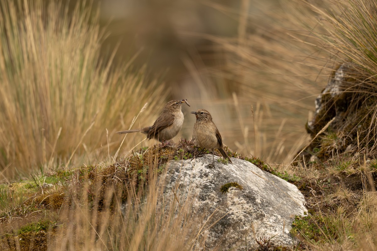 Streak-throated Canastero - ML646693844